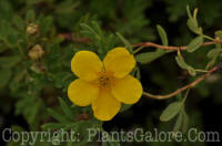 PGC-S-Potentilla-fruiticosa-Goldfinger-07