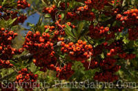 PGC-S-Pyracantha-keidzuii-Victory-LeuGardens-03-2012-1-2