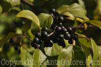 PGC-S-Rhamnus-cathartica-Buckthorn-002