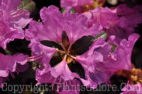 PGC-S-Rhododendron-Azalea-Aglo-07