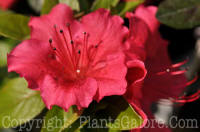 PGC-S-Rhododendron-Azalea-Christina-03