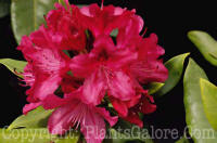 PGC-S-Rhododendron-Nova-Zembla-2011-05