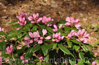 PGC-S-Rhododendron-Scintillation-03