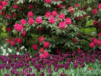 PGC-S-Rhododendron-catawbiense-q150-2010-079