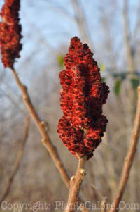 PGC-S-Rhus-AA-030