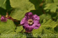 PGC-S-Rubus-odoratus-flowering-raspberry-2010-001