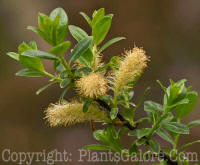 PGC-S-Salix-bicolor-msu-04-2012-1