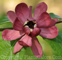 PGC-S-Sinocalycalycanthus-x-raulstonii-Hartlage-Wine-22g-2010-06