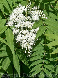 PGC-S-Sorbaria-sorbifolia-ural-falsespiraea-2010-06