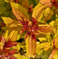 PGC-S-Spiraea-Magic-Carpet-01