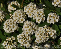 PGC-S-Spiraea-nipponica-Snowmound-02