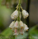 PGC-S-Staphylea-trifolia-msu-04-2012-2