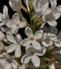 PGC-S-Syringa-vulgaris-Bridal-Memories-04-2012-2