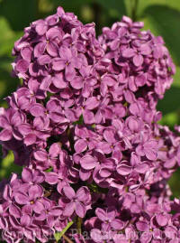 PGC-S-Syringa-vulgaris-Ludwig-Spaeth-01