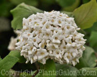 PGC-S-Viburnum-carlesii-Aurora-05-2012-4