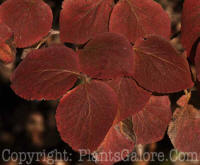 PGC-S-Viburnum-carlessii-2010-06