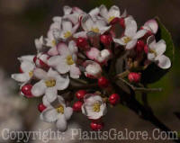 PGC-S-Viburnum-carlessii-msu-2-04-2012-2
