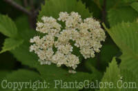 PGC-S-Viburnum-dentatum-Perle-Blue-2011-Arrowhead-003