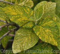 PGC-S-Viburnum-lantana-Variegata-2010-02-1