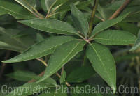 PGC-S-Vitex-agnus-castus-01