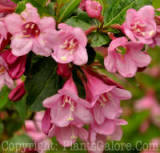 PGC-S-Weigela-Florida -Minuet-02_1