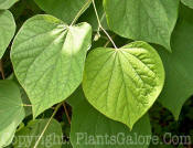 PGC-T-Catalpa-speciosa-2010-04