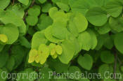 PGC-T-Cercidiphyllum-japonicum-09