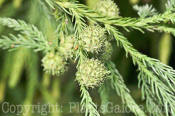 PGC-T-Cryptomeria-japonica-var-sinensis-03