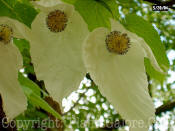 PGC-T-Davidia-involucrata-handkerchief-2010-08