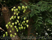 PGC-T-Koelreuteria-paniculata-2010-01