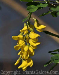 PGC-T-Laburnum-alpinum-2010-002