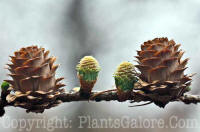 PGC-T-Larix-laricina-2011-003