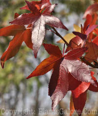 PGC-T-Liquidambar-styraciflua-Morain-MSU-2011-2