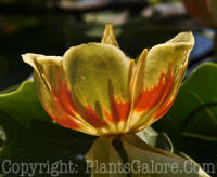 PGC-T-Liriodendron-tulipifera-2010-018