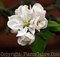 PGC-T-Malus-Gravenstein-Filoli-2011-01