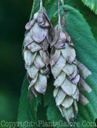 PGC-T-Ostrya-virginiana-MSU-10-2011-001