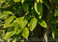 PGC-T-Oxydendron-arboreum-sourwood-01-2010-01