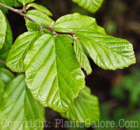 PGC-T-Parrotia-persica-07