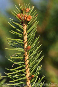 PGC-T-Picea-abies-10-MSU-2011-3