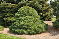 PGC-T-Pinus-strobus-Nana-2010-01