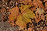 PGC-T-Plantanus-occidentalis-MSU-10-2011-005