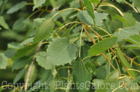 PGC-T-Populus-tremula-Tahoe-0-2010-04