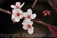 PGC-T-Prunus-cistena-plum-2010-06