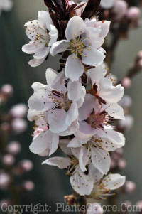 PGC-T-Prunus-persica-Bonfire-peach-0e-2010