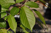 PGC-T-Prunus-serrulata-Kwanzan-7g-2010-01