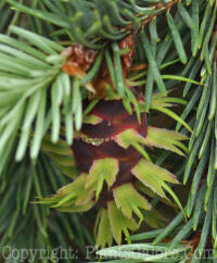 PGC-T-Pseudotsuga-menziesii-A-2011-05-27-006