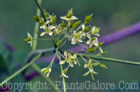 PGC-T-Ptelea-trifoliata-2011-001