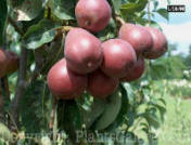 PGC-T-Pyrus-aa-2010-13