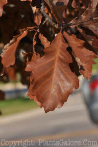 PGC-T-Quercus-bicolor-MSU-2011-4