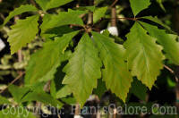 PGC-T-Quercus-prinus-chestnut-oak-2010-02